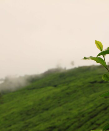 Yoga-Abenteuerreise - SRI LANKA – Bild 5