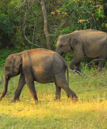 Yoga-Abenteuerreise - SRI LANKA – Bild 6