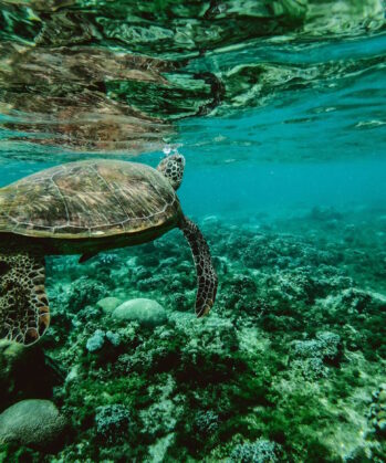 Meeresschildkröte treibt im türkisblauen Meer