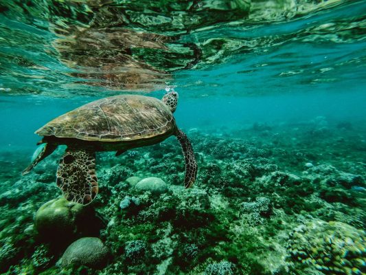 Meeresschildkröte treibt im türkisblauen Meer