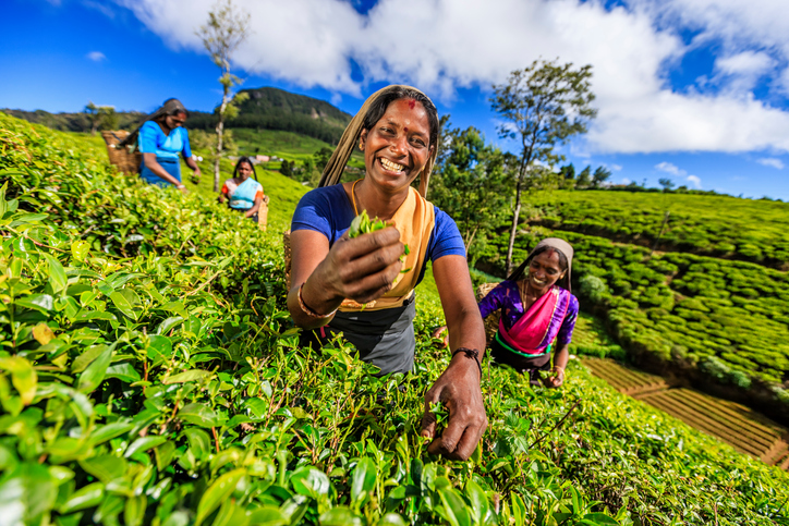 Frauen auf der Teeplantage in Sri Lanka.