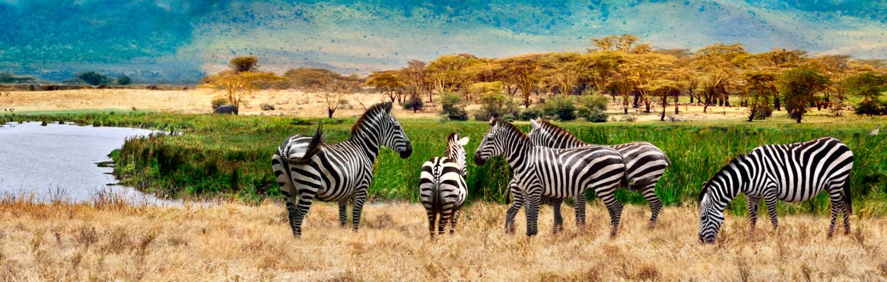 Zebras in Uganda. Karmalaya.