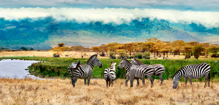 Zebras in Uganda. Reisen mit Karmalaya.