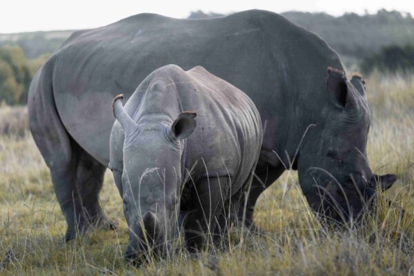 Wildlife Big 5 in SÜDAFRIKA