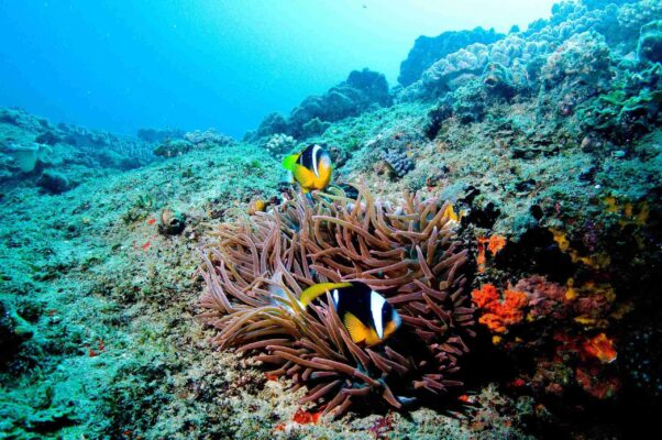 Meeresschutz und Tauchen SÜDAFRIKA