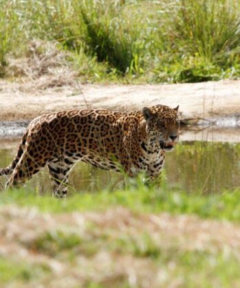 Fundraiser & Guide für Raubkatzen-Sanctuary SÜDAFRIKA – Bild 7