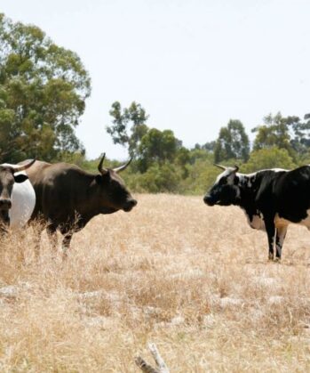 Allrounder Sozialprojekt mit Farming SÜDAFRIKA – Bild 12
