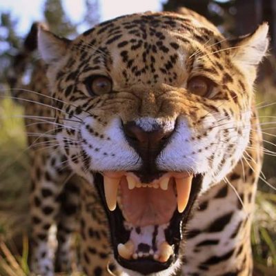 Marketing, PR & Fotografie-Volunteer für Raubtier-Auffangstation SÜDAFRIKA