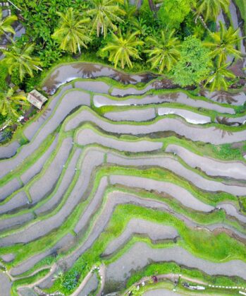 Blick von oben auf die Reisterrassen in Bali