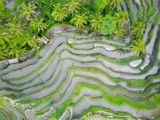 Blick von oben auf die Reisterrassen in Bali