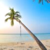 Palme mit Schaukel auf den Malediven