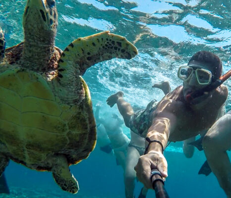 Meeresschildkröten-Schutzprojekt BALI