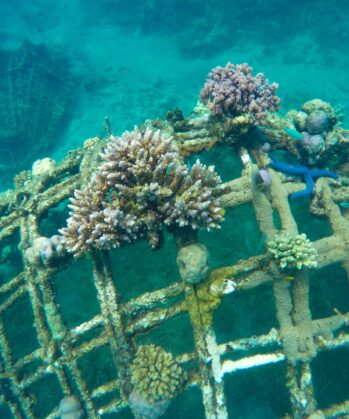 Korallenriff-Wiederherstellung Bali