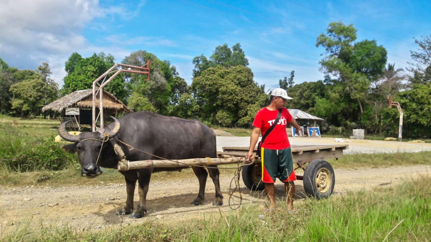 Farmer with a bull on Palawan island