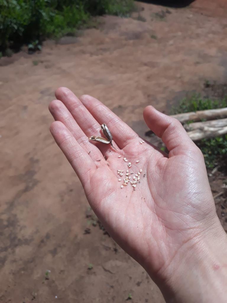 Sesamsamen in Hand