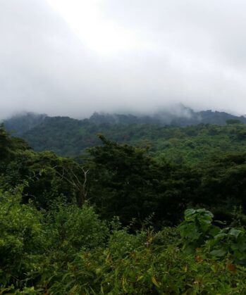 Regenwald Tansania