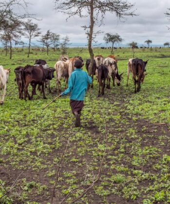 Maasai grazing their cattle