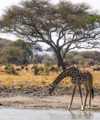 Tarangire National Park - Giraffe drinking water