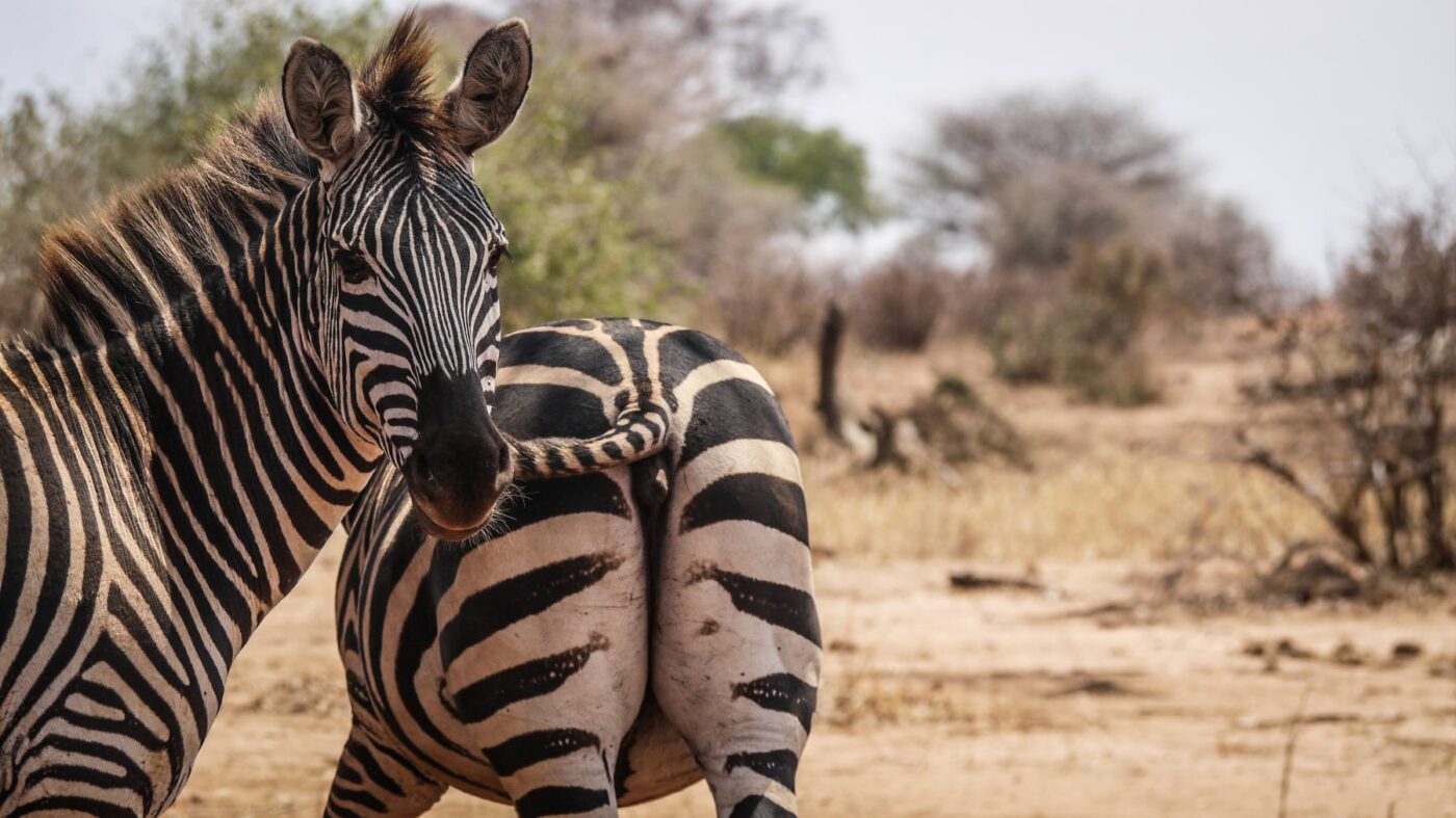 Tarangire National Park - Zebra