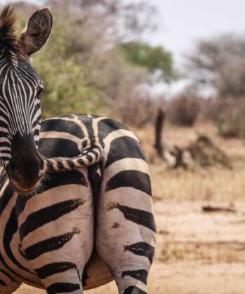 Tarangire National Park - Zebra