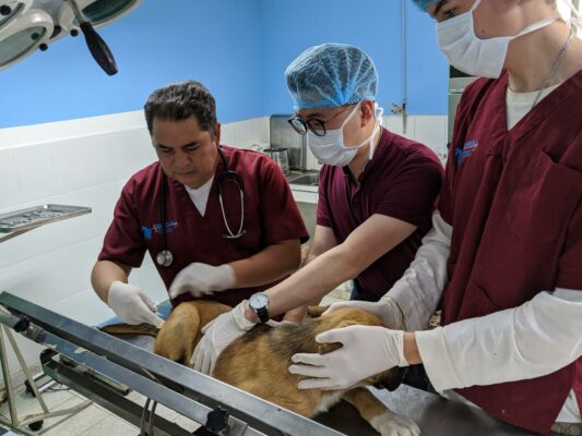 Operation in der Tierklinik Peru
