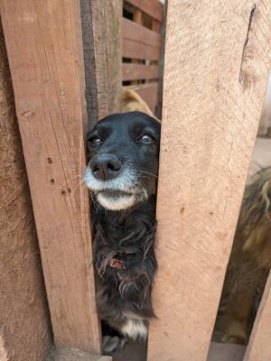 Freiwilligenarbeit für Straßenhunde PERU