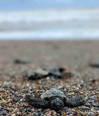 Meeresschildkröten-Projekt in COSTA RICA