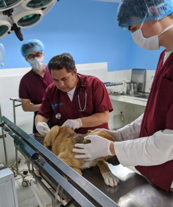 Hunde-Impfung in der Tierklinik in Peru