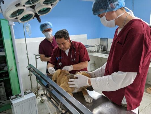 Hunde-Impfung in der Tierklinik in Peru
