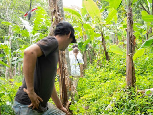 Volontär auf Plantain Plantage in Costa Rica