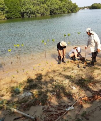 Umweltschutz - Mangrovenprojekt THAILAND