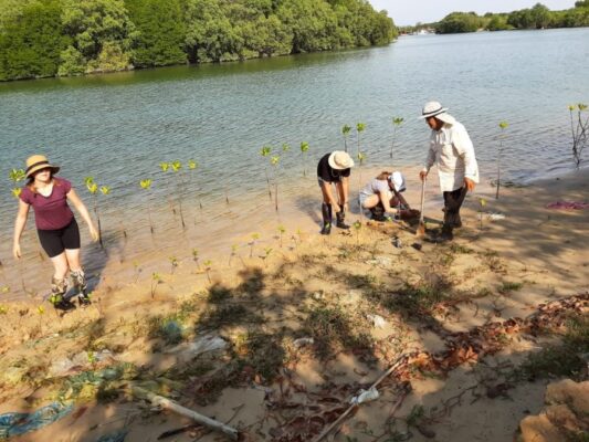 Umweltschutz - Mangrovenprojekt THAILAND