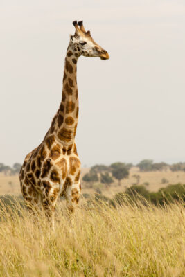 Wildlife Conservation KENIA